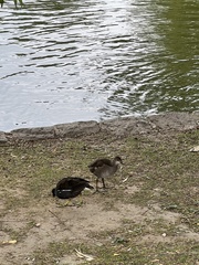 Gallinula chloropus