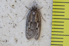 Acantholena siccella