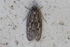 Acantholena siccella