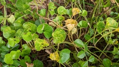 Puccinia calystegiae-soldanellae