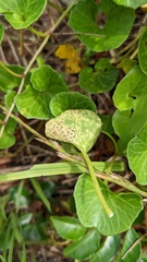 Puccinia calystegiae-soldanellae
