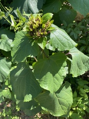 Clerodendrum bungei