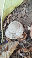 Levantina spiriplana