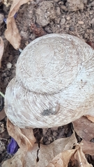 Levantina spiriplana