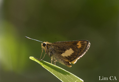 Oriens paragola