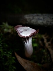 Hygrocybe reesiae