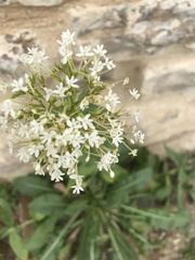 Valeriana saxatilis