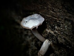 Hygrocybe reesiae