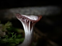 Hygrocybe reesiae