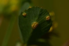 Uromyces minor