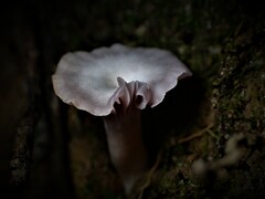 Hygrocybe reesiae