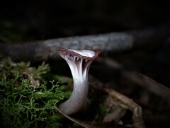Hygrocybe reesiae