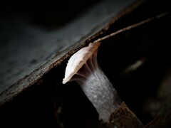 Hygrocybe reesiae
