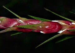 Dracophyllum secundum