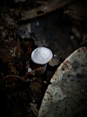 Hygrocybe reesiae