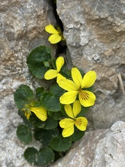 Viola caucasica
