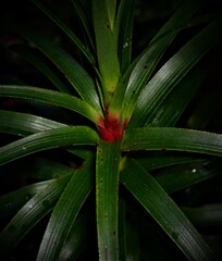 Dracophyllum secundum