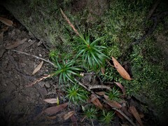 Dracophyllum secundum