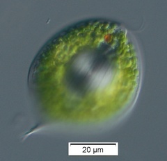 Phacus circulatus