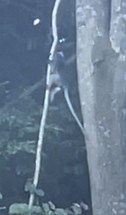 Trachypithecus obscurus