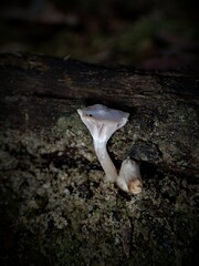 Hygrocybe reesiae