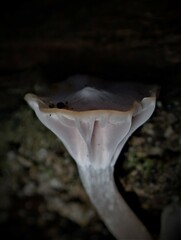 Hygrocybe reesiae