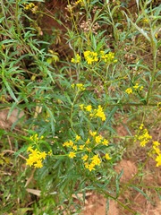 Senecio microglossus