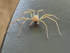 Philodromus
