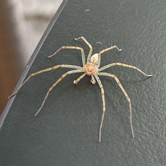 Philodromus