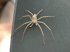 Philodromus