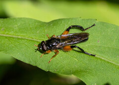 Chalcosyrphus curvaria