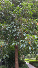 Bischofia javanica