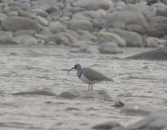 Ibidorhyncha struthersii