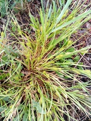 Carex secalina