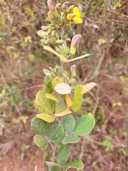 Rhynchosia komatiensis