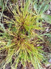 Carex secalina