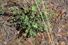 Tithymalus