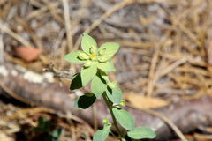 Tithymalus
