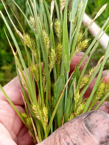Carex secalina Willd. ex Wahlenb.