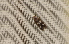 Elachista freyerella