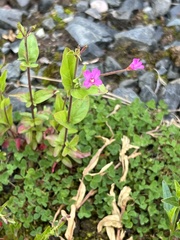 Epilobium ciliatum watsonii