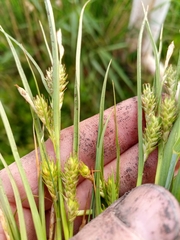 Carex secalina