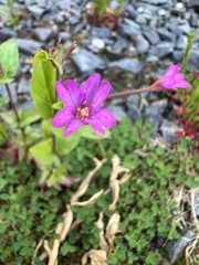 Epilobium ciliatum watsonii