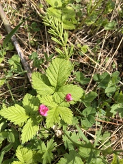 Rubus arcticus