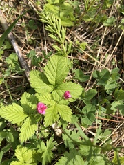 Rubus arcticus