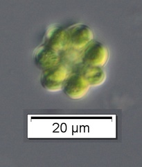 Coelastrum microporum