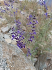 Salvia abrotanoides
