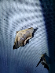 Psimada quadripennis