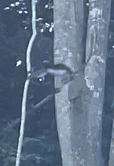 Trachypithecus obscurus