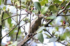 Callosciurus orestes